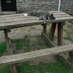 Bertie Cat sponsors relaxation
